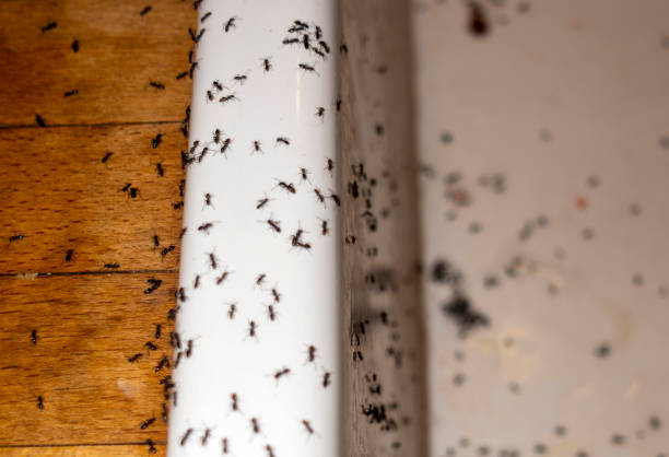 Best Mosquito Control Services  in Swansboro, NC